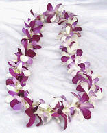 Dendrobium / Purple & Lavender